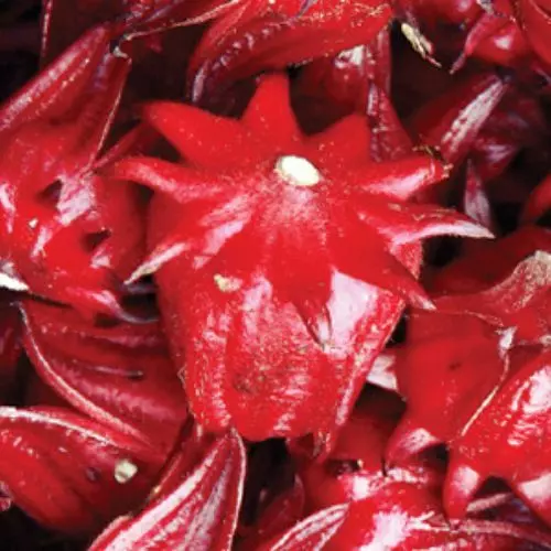 HIBISCO